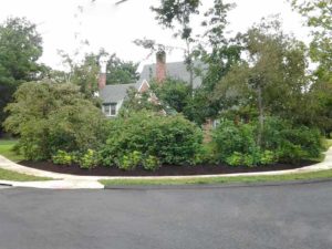 Encore Landscaping LLC - shrub and tree pruning